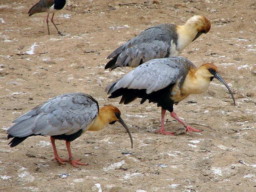 149 BIO PARC DE DOUE LA FONTAINE 4- 2016_000002.jpg